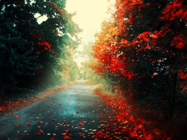 Опавшая листва на дороге