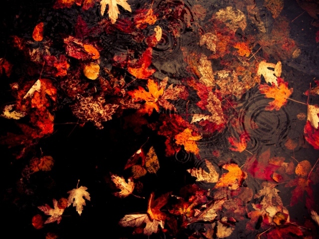 Листья в луже