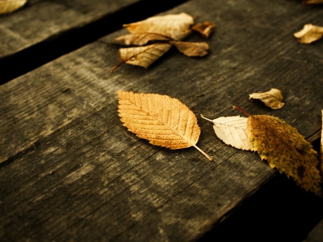 Листик на скамейке
