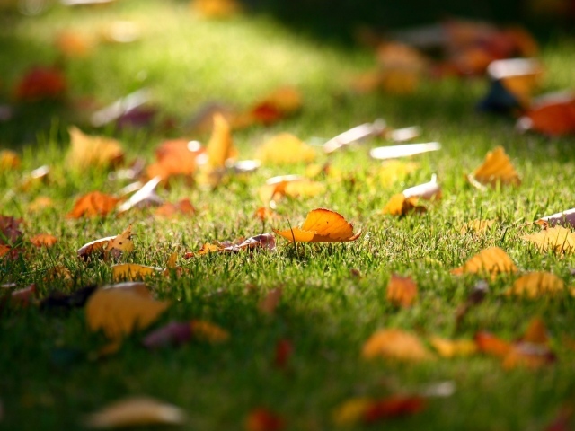 Листья на траве