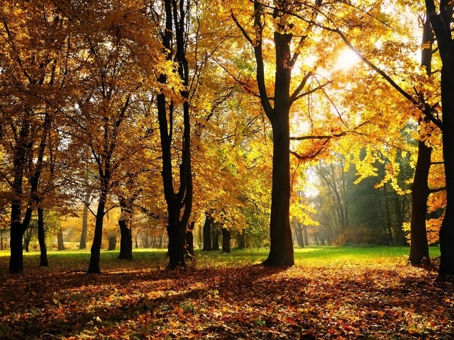 Солнечная осень