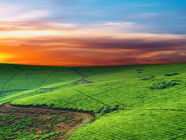 Зеленые пастбища на закате
