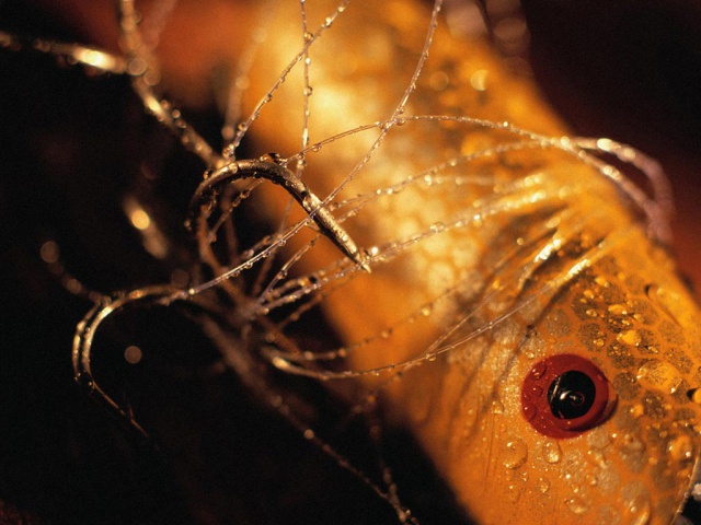 Рыбалка Снасть для рыбалки