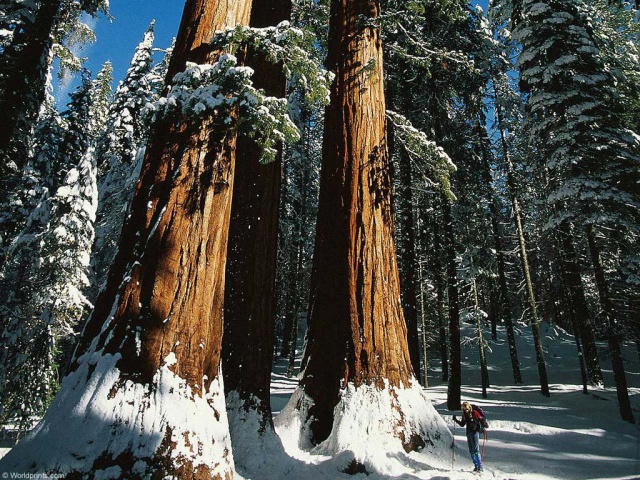 Зимний спорт Лыжник