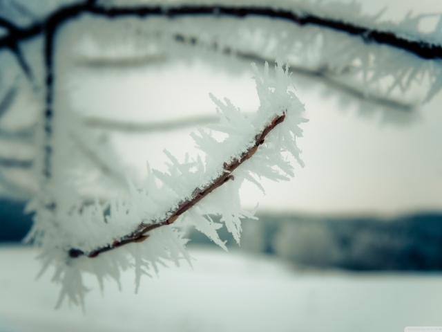 Замороженные ветки
