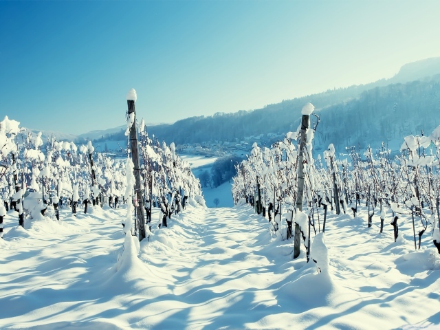 Снег на виноградниках