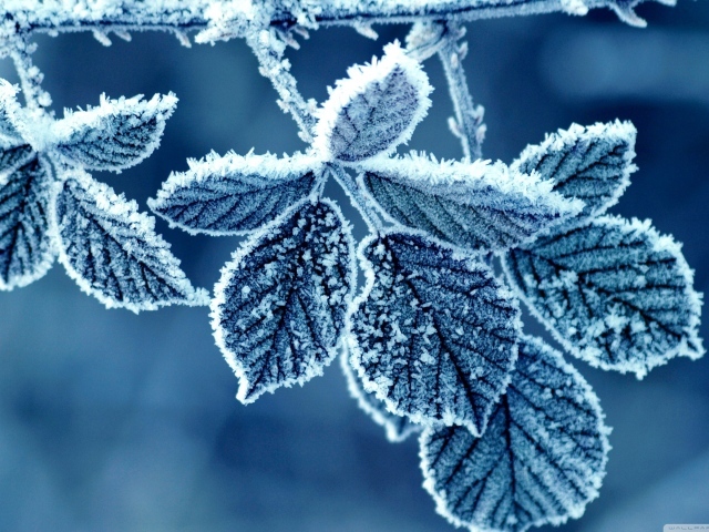 Замороженные листочки