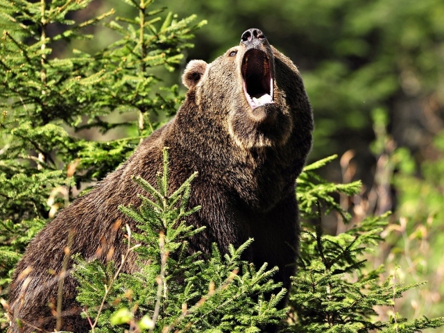 Медведь открыл пасть
