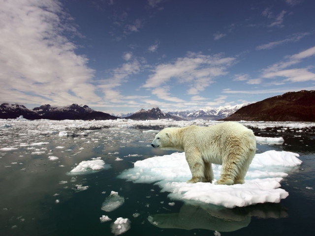 Белый медведь стоит на льдине
