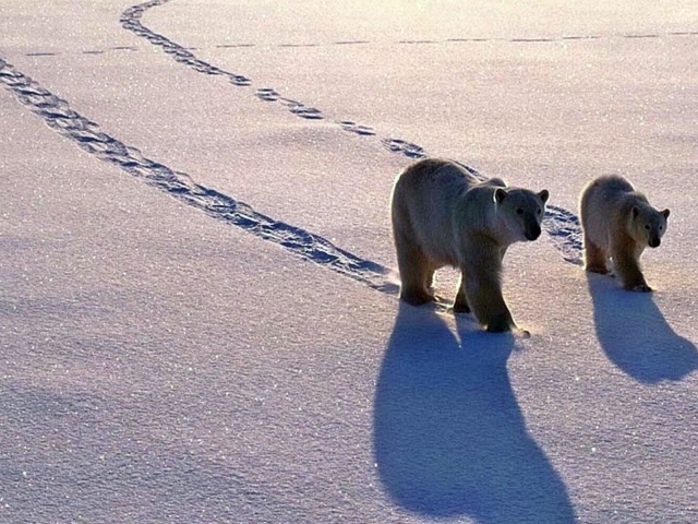 Полярные медведь с медвежонком