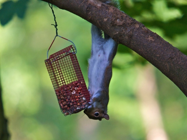 Белка и кормушка