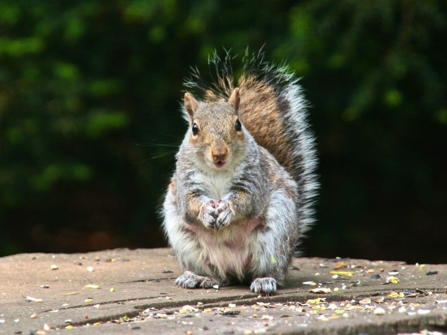 Белка на пне