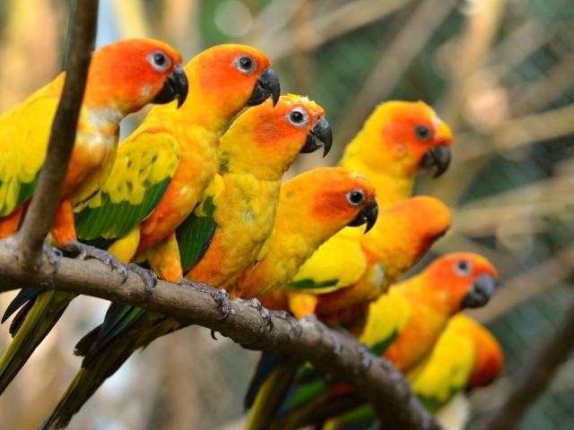 Оранжевые попугаи сидят в ряд