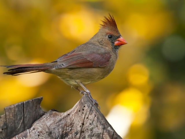 Птица Кардинал на пне