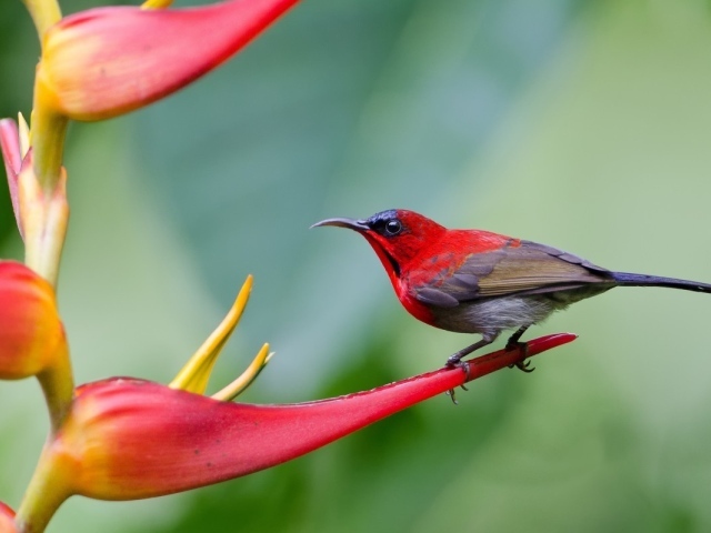 Птица колибри