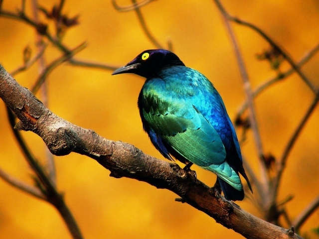 Птица изумрудного цвета