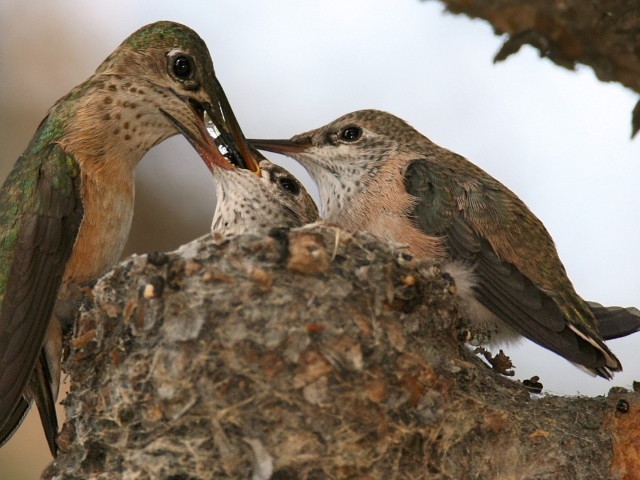 Птица кормит своих птенцов