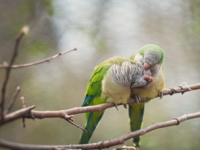 Птичья любовь