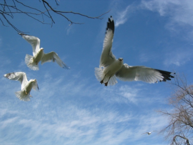 Птицы Чайки в полете