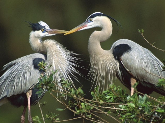 Птицы, цапли