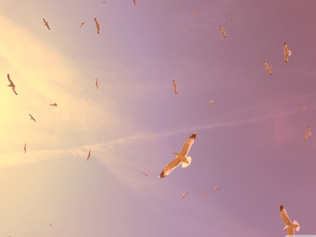 Птицы в полете