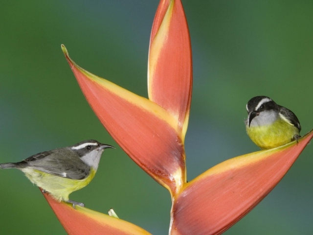 Птицы из Коста Рики