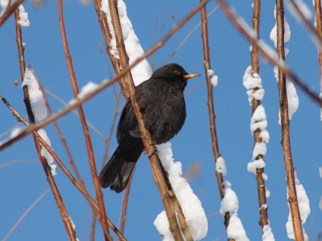 Черная птичка
