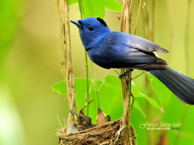 	 Синяя Мухоловка у гнезда