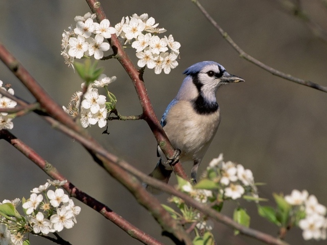 Голубая сойка