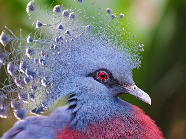 Синяя птица с красными глазами