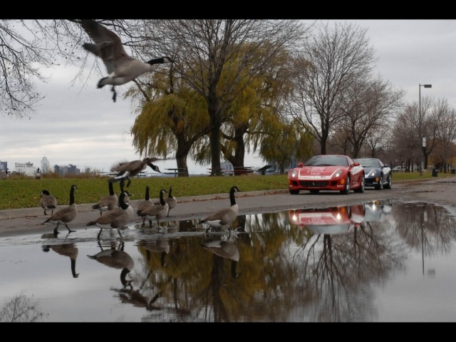 Гуси на дороге