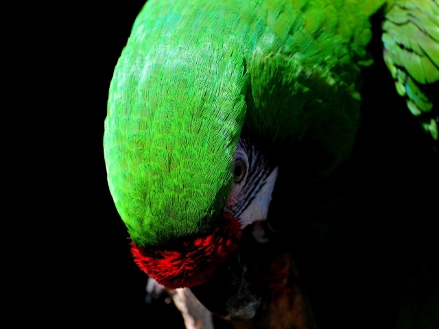 Зеленый Какаду