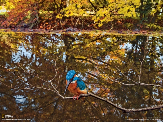 Зимородок сидит на ветке