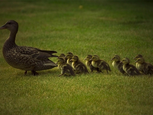 Мама утка и утята