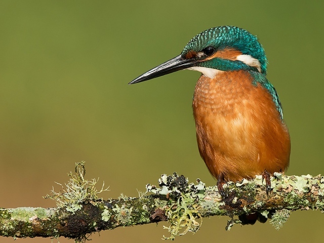 Птичка с большим клювом