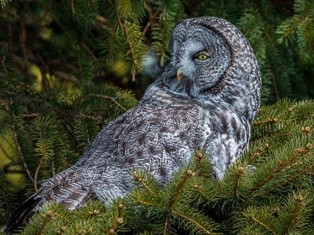 Сова сидит на дереве