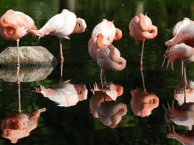 Розовые фламинго отдыхают