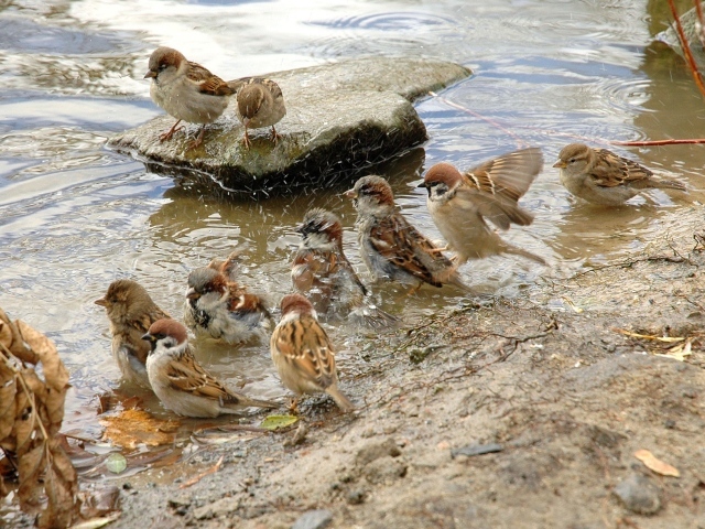 Воробьи купаются