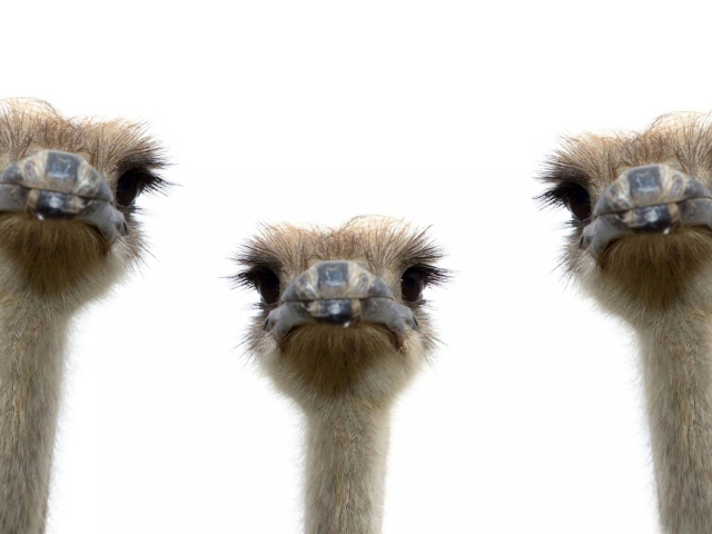Три страуса