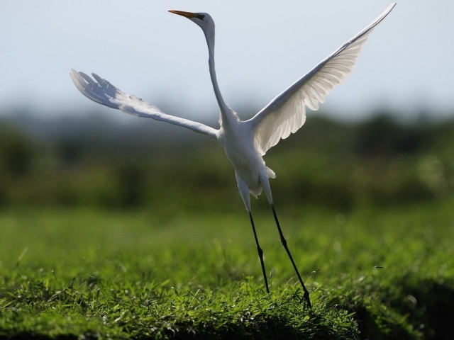 Белый журавль взлетает