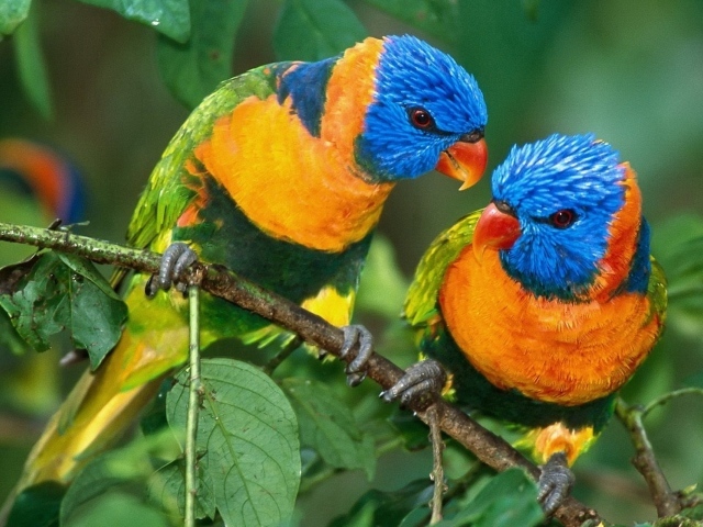 Желто синие попугаи