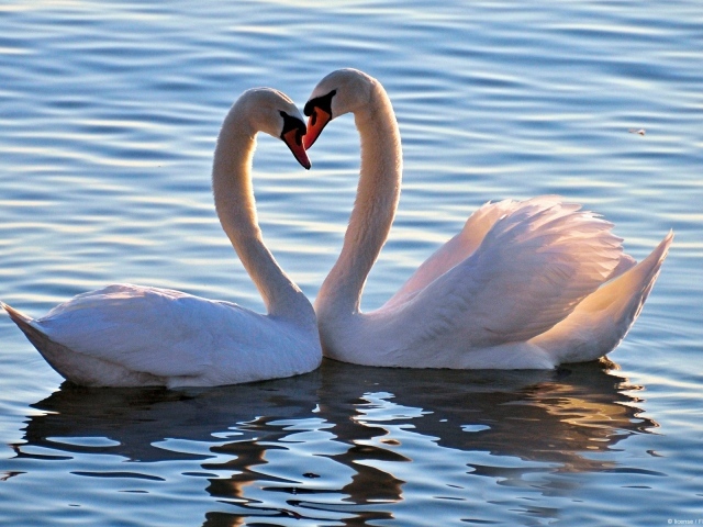 Пара белых лебедей