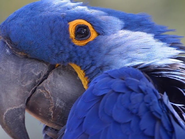 Амазонский синий попугай