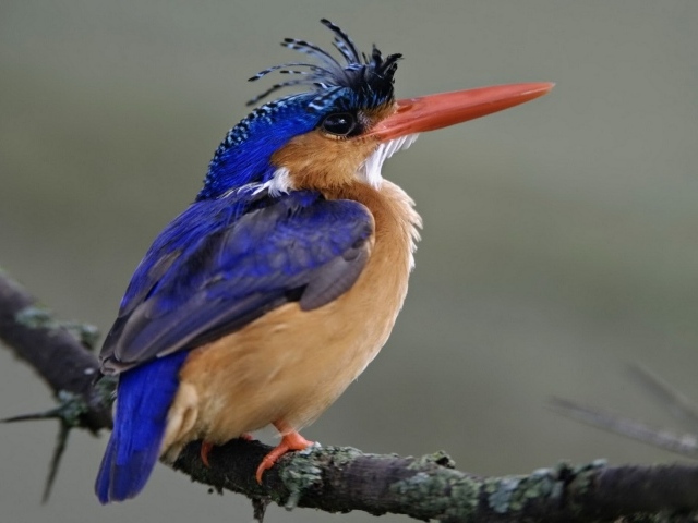 Птица из Национального парка Кении