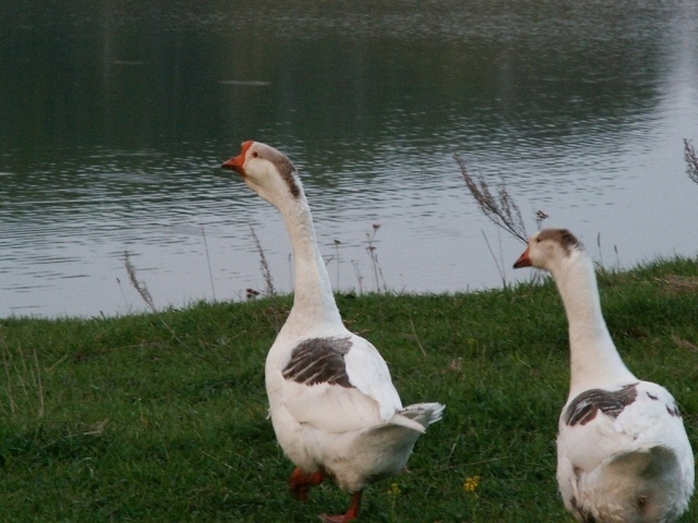 Гуси идут к воде