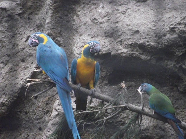 Попугаи сидят на ветке