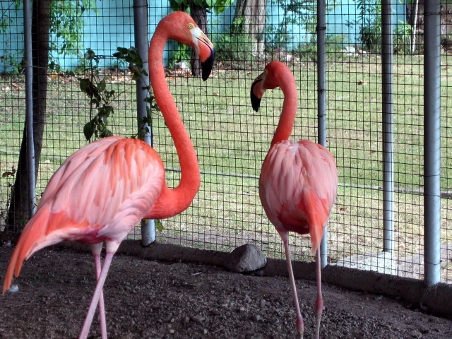 Розовые фламинго в зоопарке