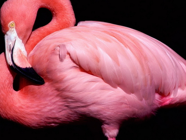 Розовый фламинго на черном фоне