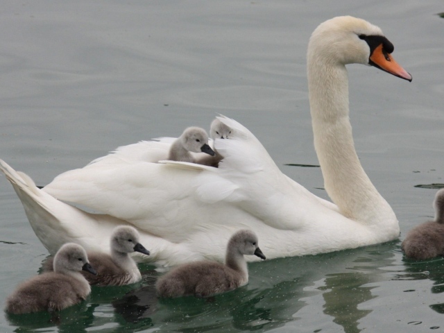 Лебедь со своими детьми