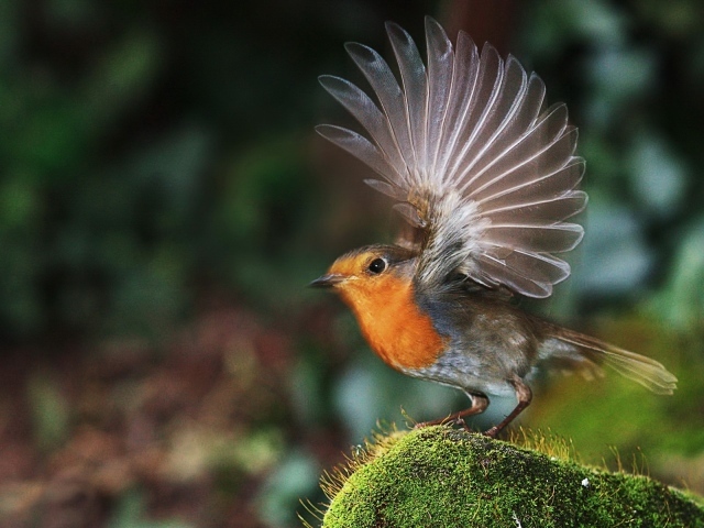 Птичка взлетает